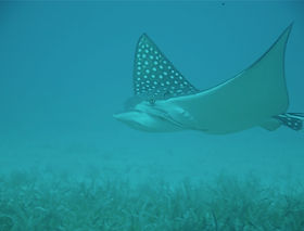 punta sur cozumel reef