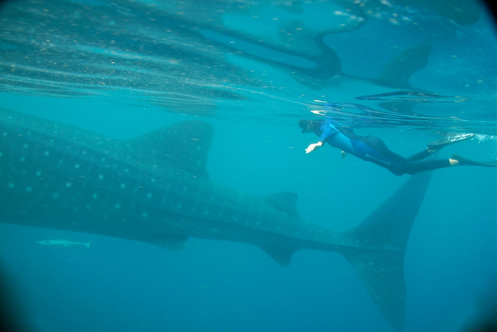 whale-shark-Excursion