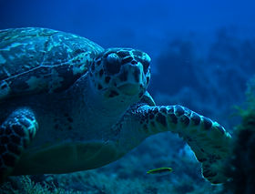 santa rosa wall reef