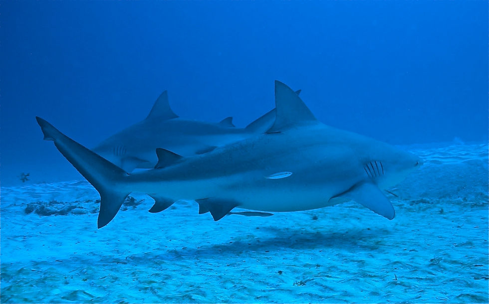Bucea-con-Tiburon-Toro