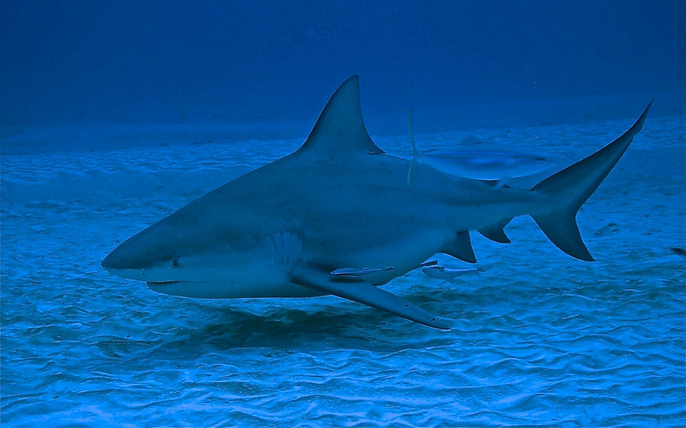 bullshark diving
