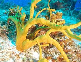 colombia reef cozumel