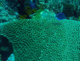 palancar gardens reef