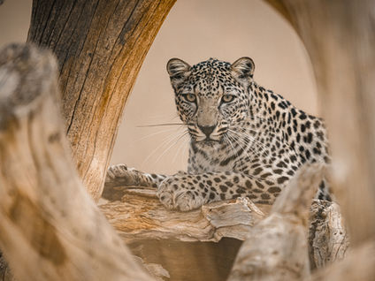 Arabian Leopards Will Arrive At The Smithsonian in 2028