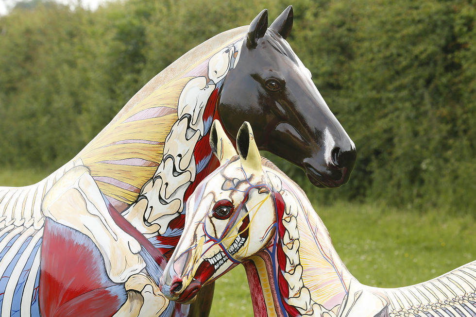 equine anatomical horse models painted by Gillian Higgins  foal to maturity courses and cpd for equestrian professionals