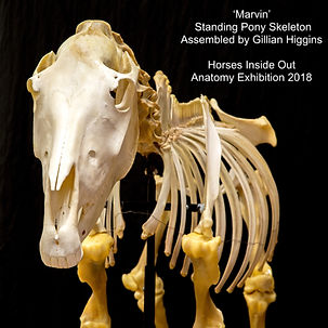 horse skeleton sculpture, anatomy artist