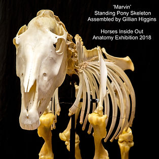 Horse Skeleton