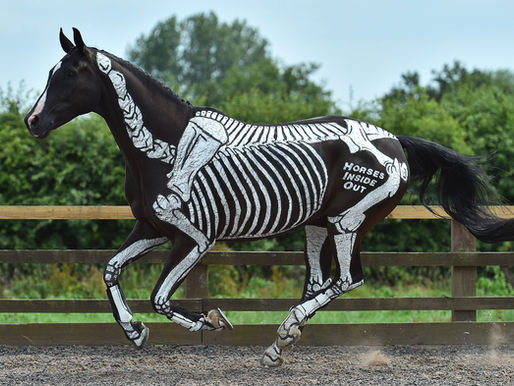The Paces: Part 3 - The Benefits of Canter