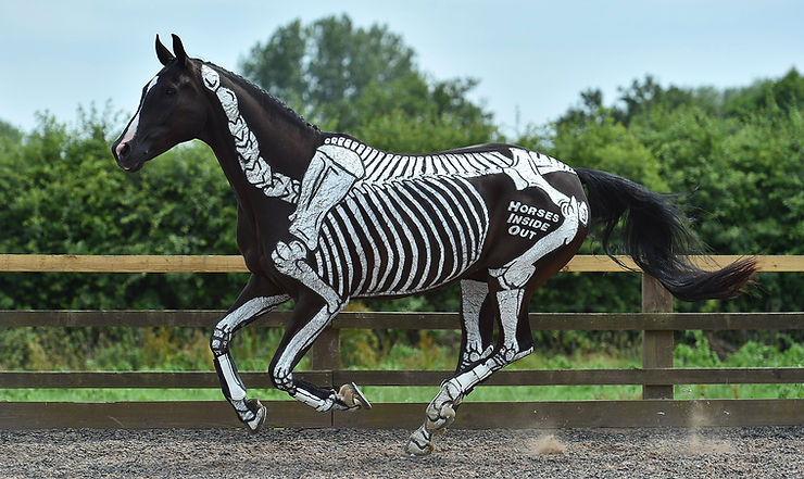 gillian higgins horses inside out  canter, horse canter, gallop, asymmetrical gait, joint movement, back flexion