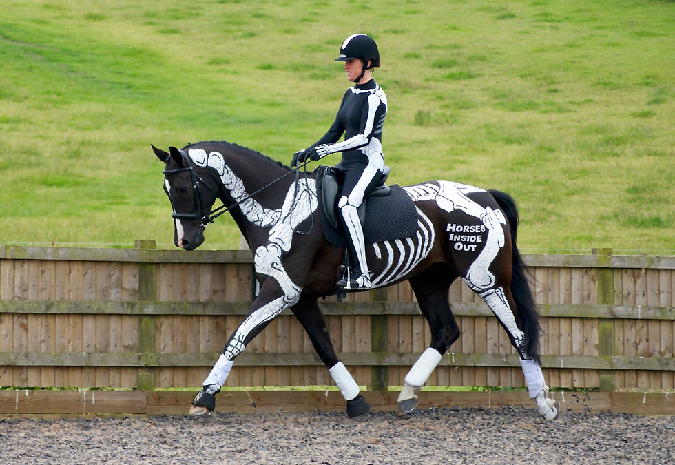 Dressage Dissected