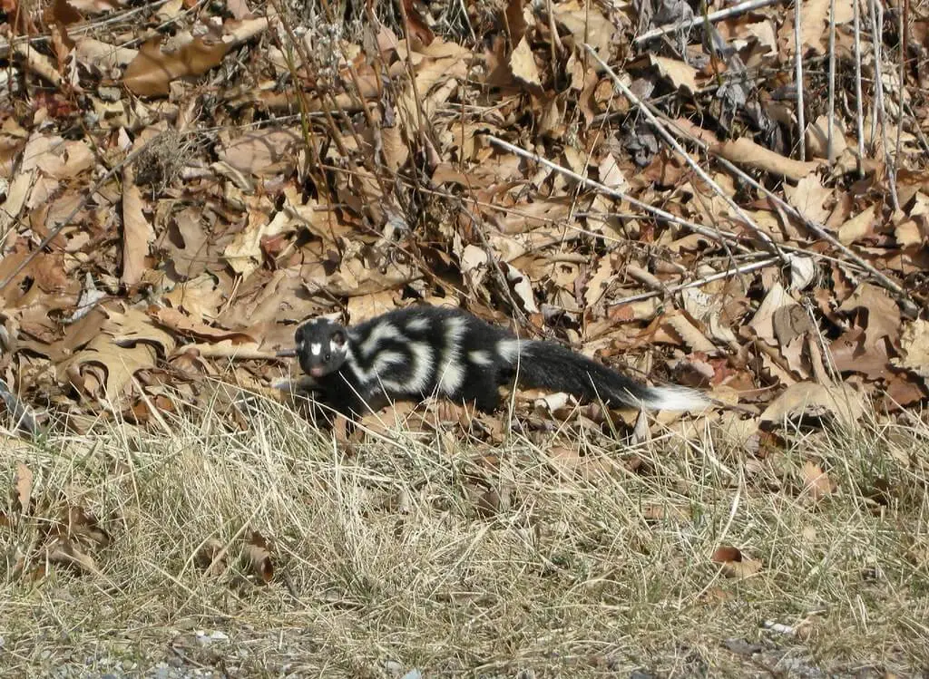 Spotted Skunk