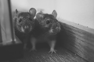 black and white photo mice with smart eyes