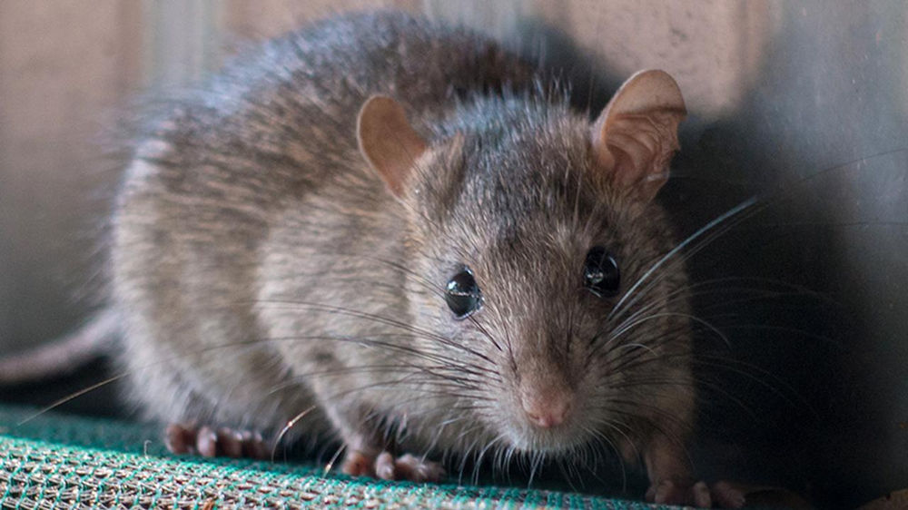 How Rodents Get In California Homes