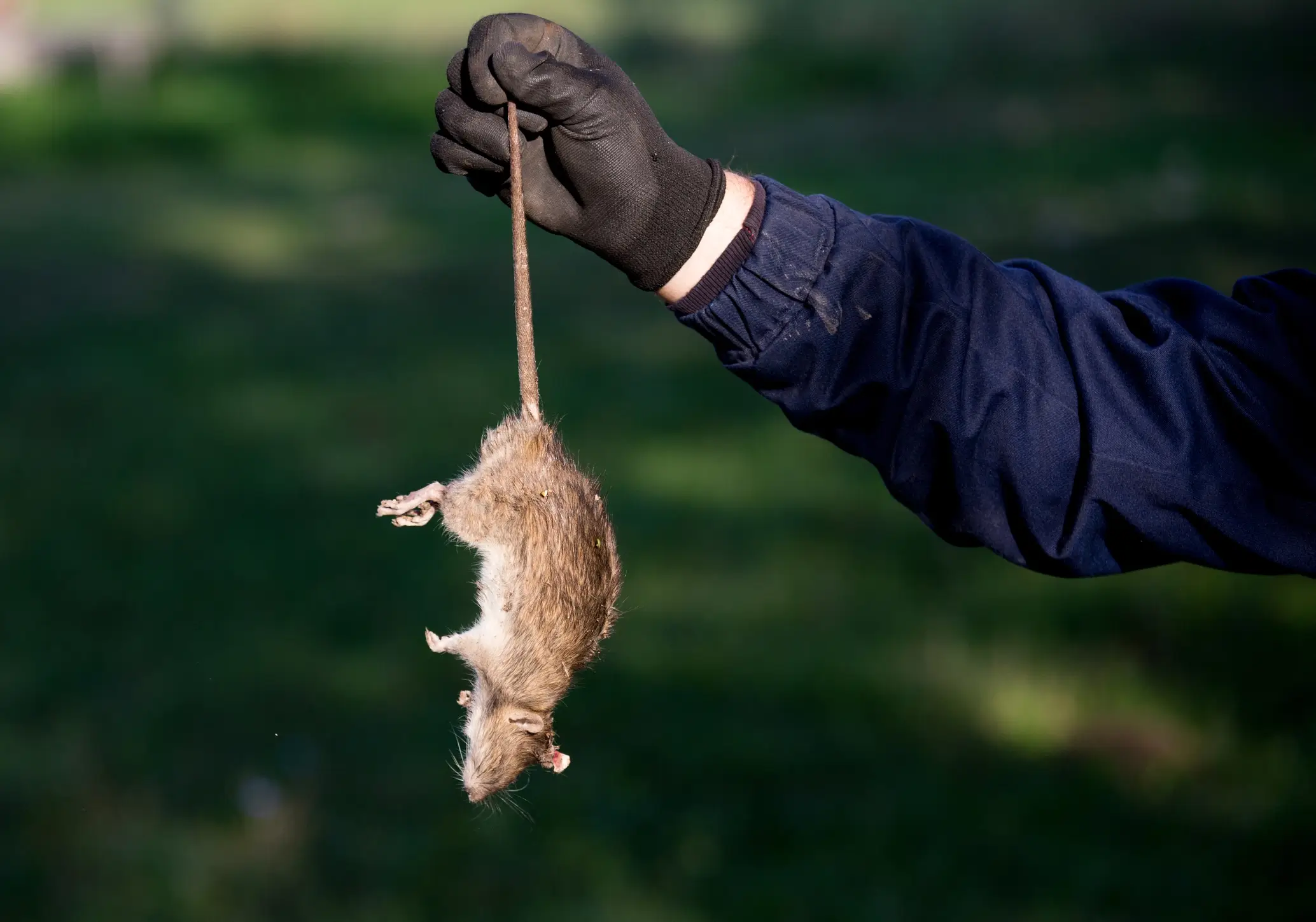 How Often Should Rodent Control Be Done?