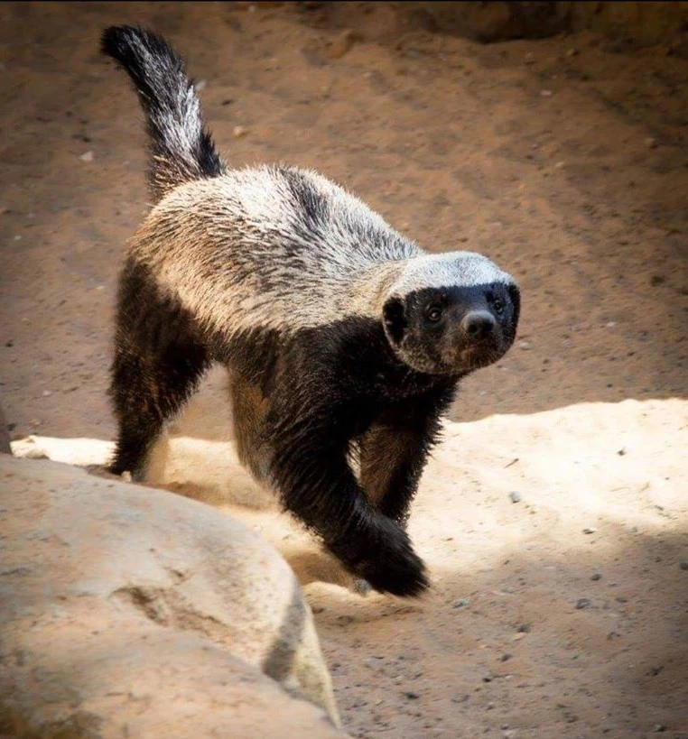 Stink badger