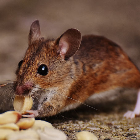 Better Rat Control in Cities Starts by Changing Human Behavior