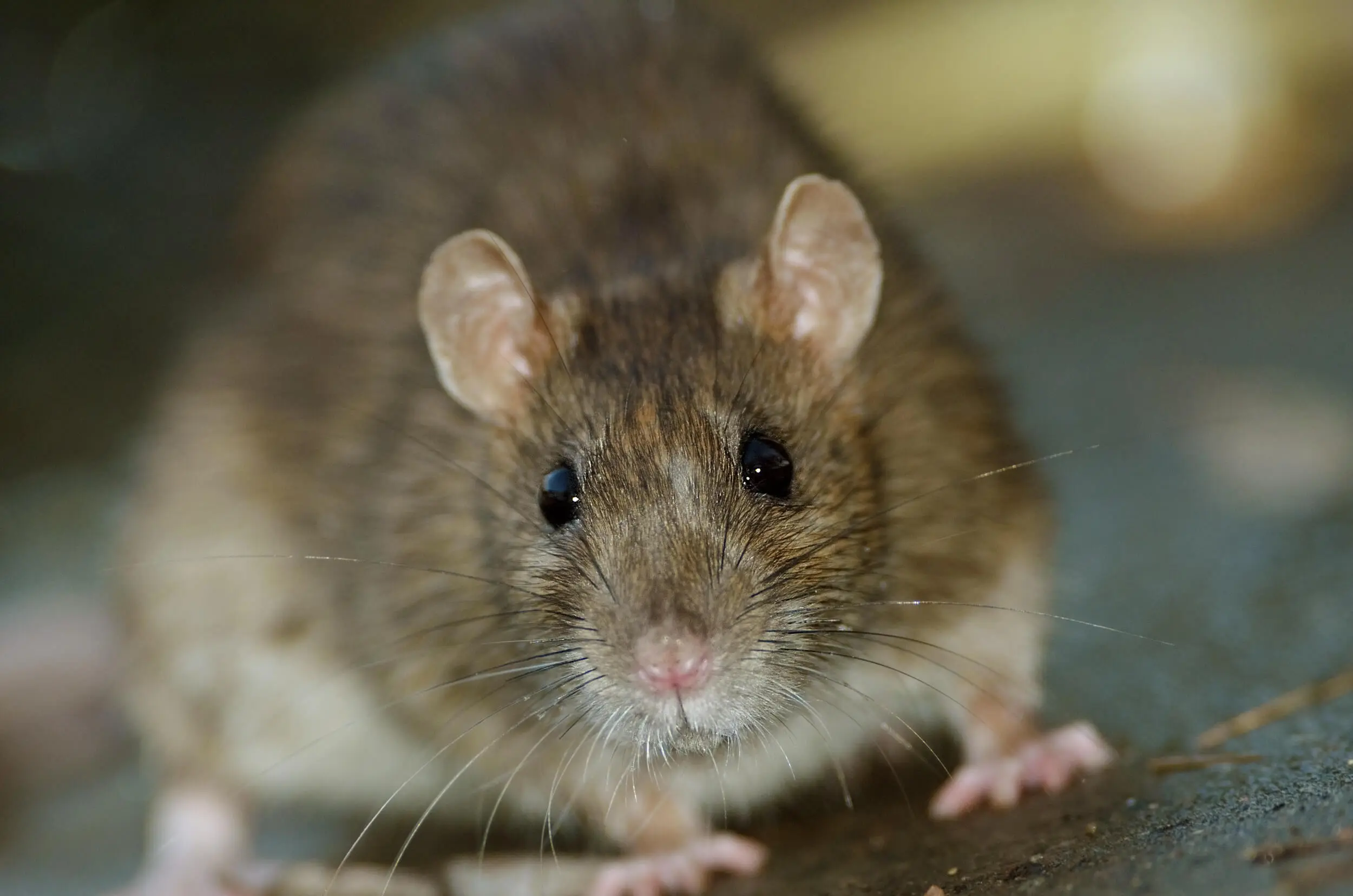 a picture of a big rat.
