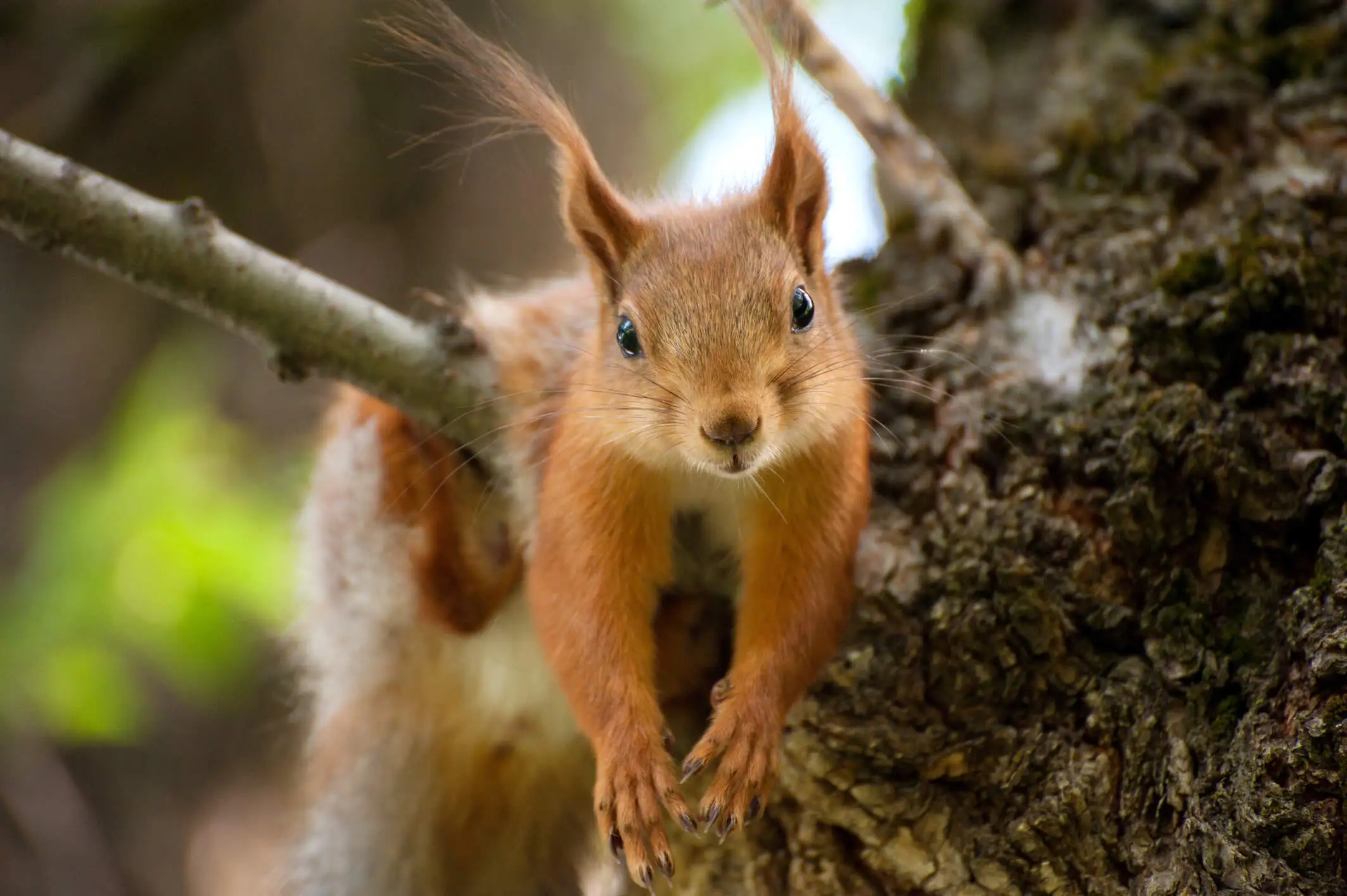 Tree Squirrel