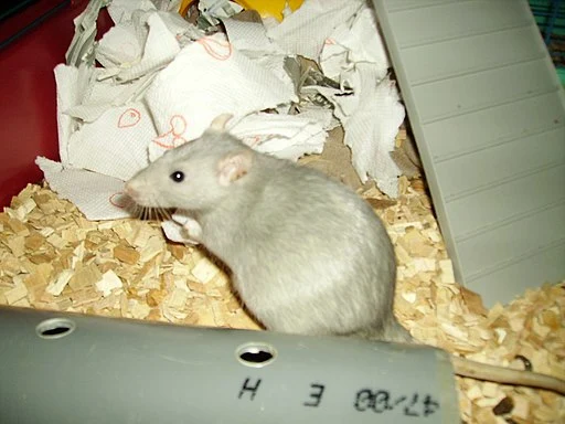 a pregnant rat