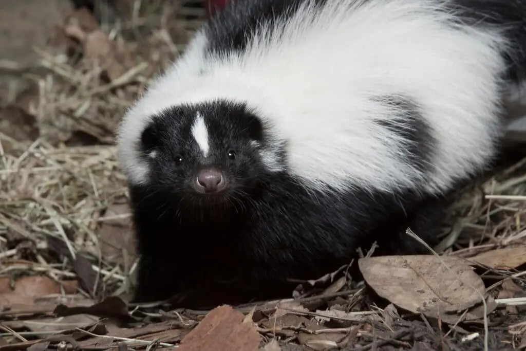 Striped skunk