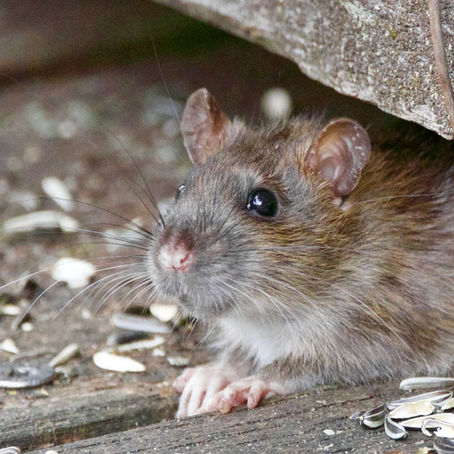 Rat Identification and Prevention