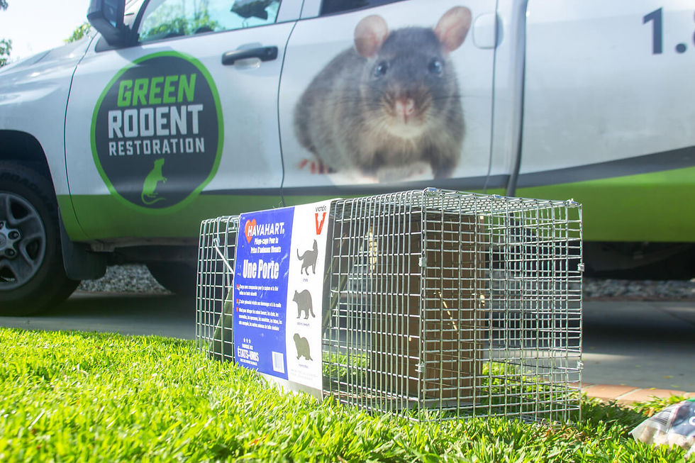 Effective Rodent Control Methods