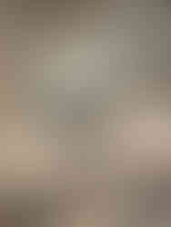 图7 洁白如雪,坚韧如玉的野白菊。