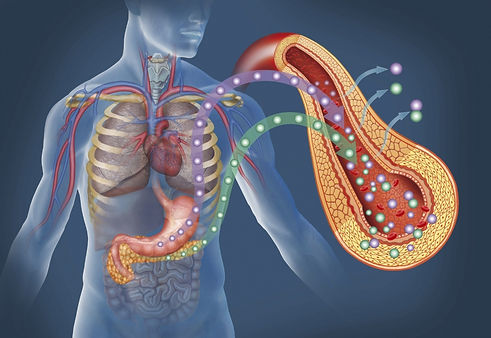 insulin-pancreas.jpg