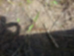 1St Snake.jpg