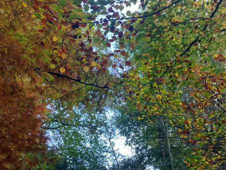 An Ode to Autumn, a season of Quiet Joy.