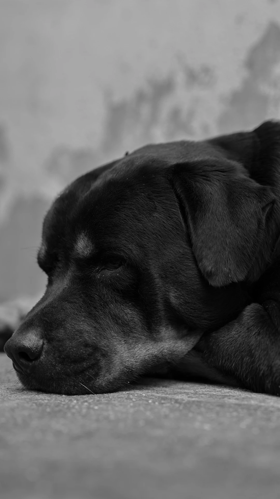 Smart Steps to Safeguard Your Floors: Family and Pet Friendly Tips