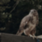 Sharp Shinned Hawk