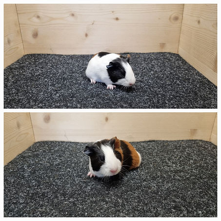 Weibchen, Geb.21.5.2025.jpg