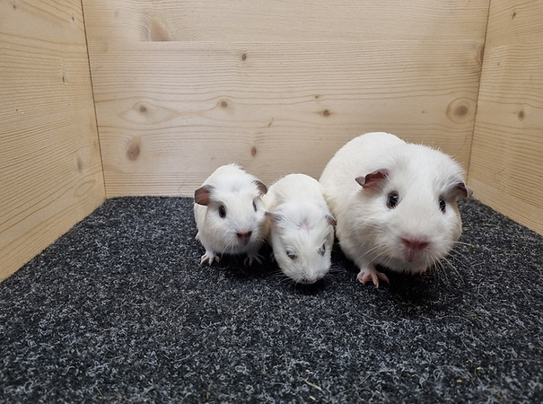 1.Wurf, geb. 12.3.26.jpg