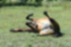 Horse rolling, a sign of pain
