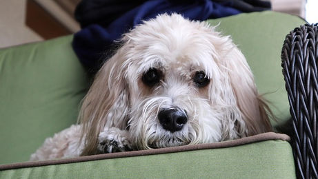 Η αγορά και οι προτιμήσεις καθορίζουν τη μορφολογία των φυλών 