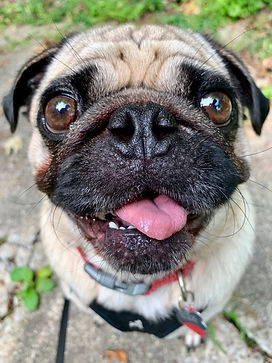 coopcloseuptongue.jpeg