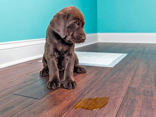 ¿Quieres eliminar el olor a pipí de perro de tu patio? ¡No uses cloro!