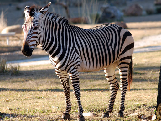 ¿Por qué las cebras tienen rayas? La ciencia por fin le pone fin al mito