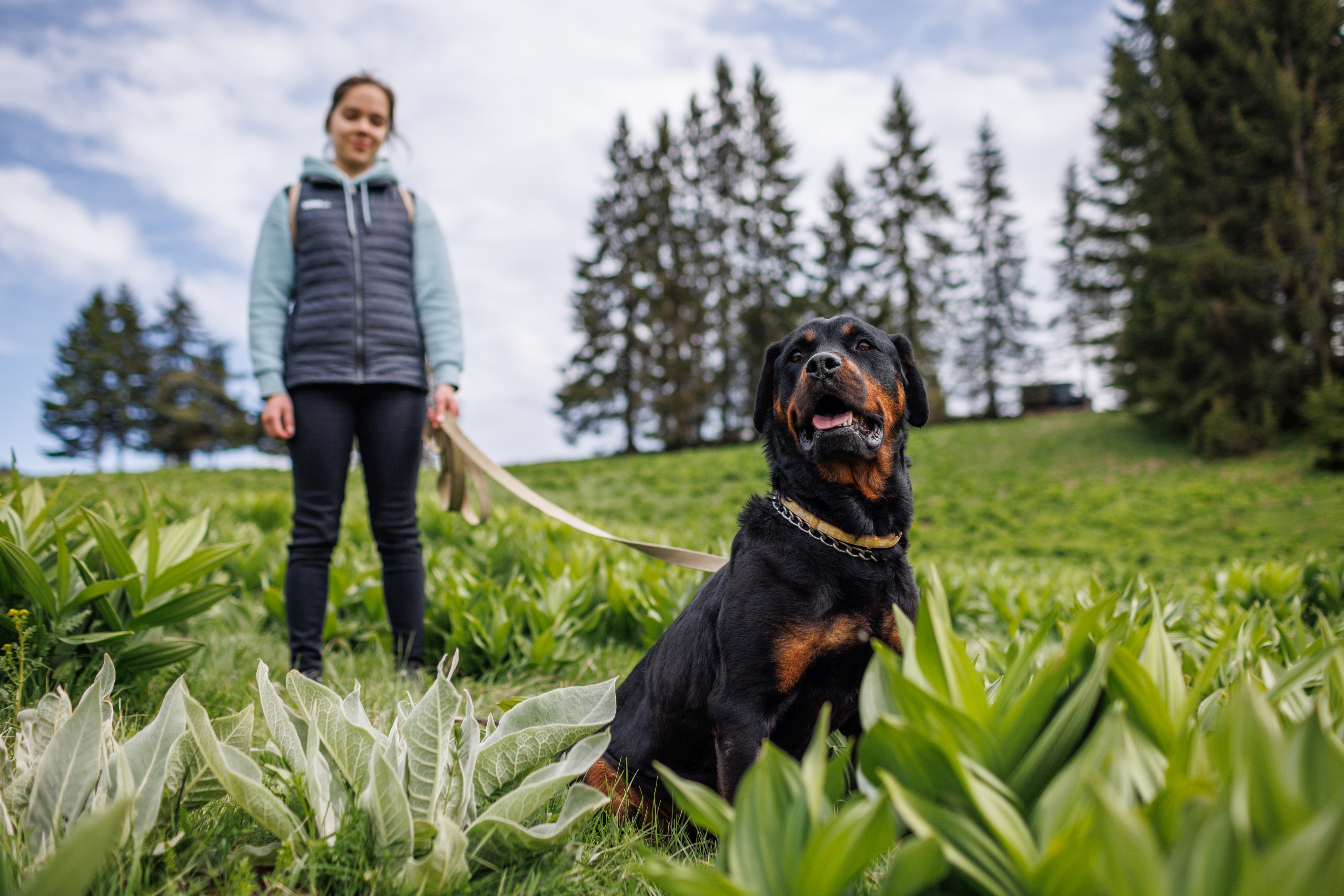 close-up-of-dog-of-rottweiler-with-collar-and-leas-2023-11-27-05-37-17-utc.jpg