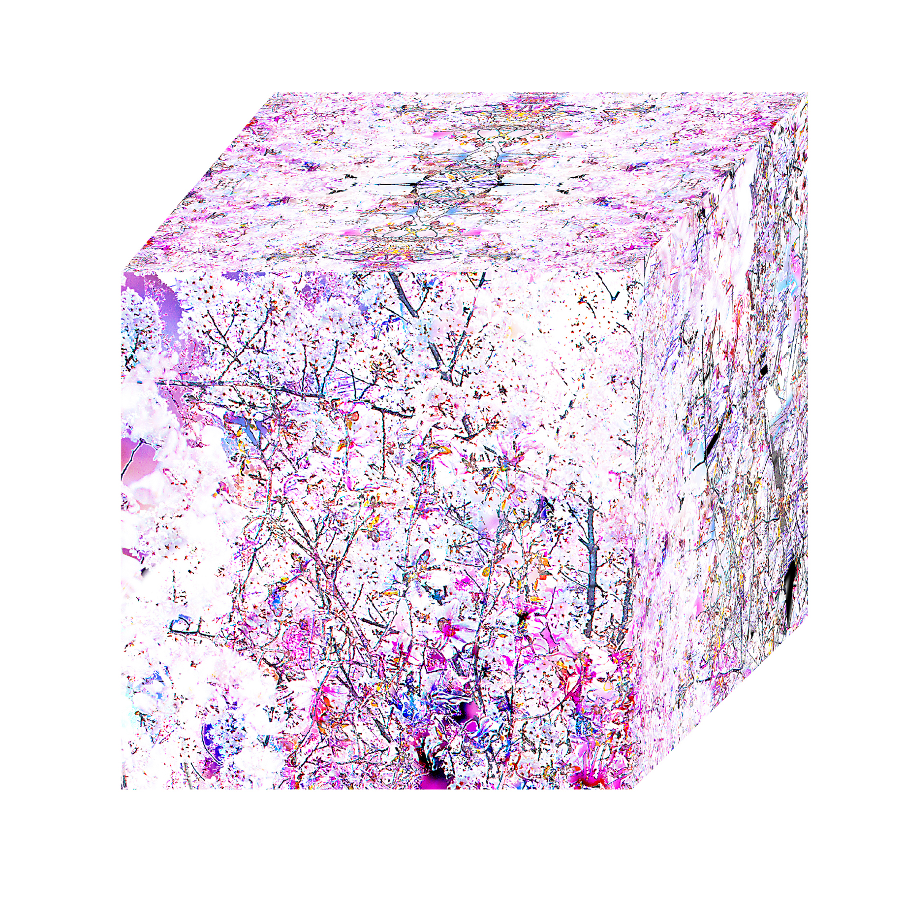 Diamond Cube: Sakura 5_42