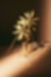 Pilo Ambience Perfume