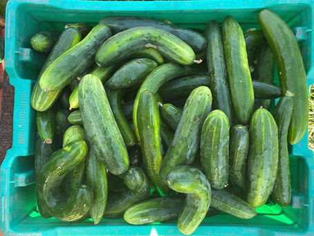 Eureka Organic Farm CSA Week 4 Newsletter, July 10, 2024 2-6pm
