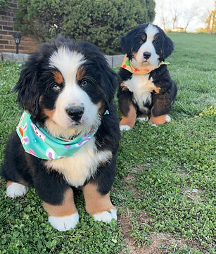 image_123650291 (11)_edited.jpg