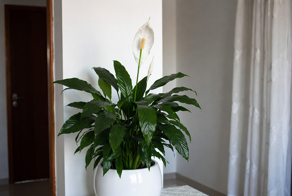 Lirio-da-Paz com flores brancas em vaso branco em apartamento pequeno