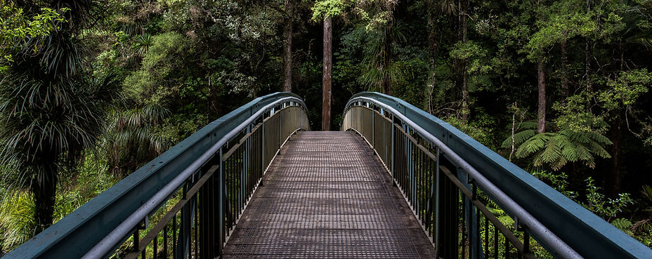 Bridge into the Woods