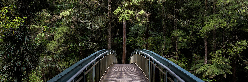 Bridge into the Woods