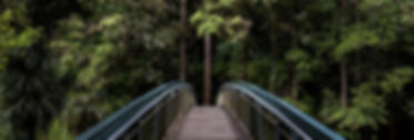 Bridge into the Woods