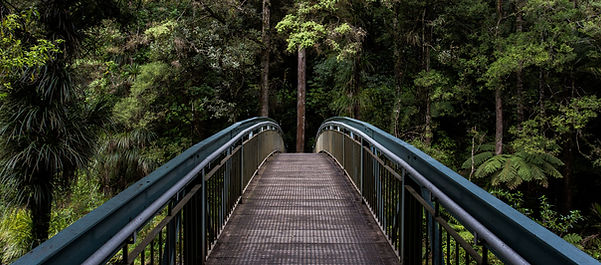 Bridge into the Woods