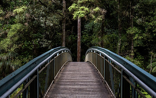 Bridge into the Woods